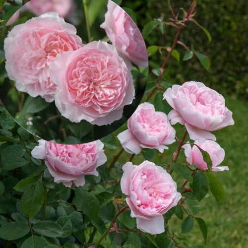 Rosa 'Wisley' - Roos 'Wisley' 